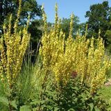 Verbascum Olympicum - Pot 9x9cm - Plante vivace majestueuse