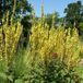 Arborix Verbascum 6 x Verbascum Olympicum - Toorts pot 9x9cm - Statige Vaste Plant