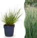 Green boutiQ Panicum virg. Northwind Prairiegraan - Groen - 1 Plant - Pot 11cm