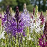 Green boutiQ - 20x Camassia Leichtlinii Mix - Blauw en Wit