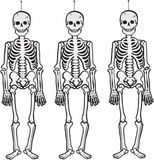Merkloos / Sans marque Creativ Company B.V. 3x stuks glow in the dark hangdecoratie skelet 120 cm - Halloween/Horror thema decoratie poppen