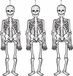 Merkloos / Sans marque Creativ Company B.V. 3x stuks glow in the dark hangdecoratie skelet 120 cm - Halloween/Horror thema decoratie poppen