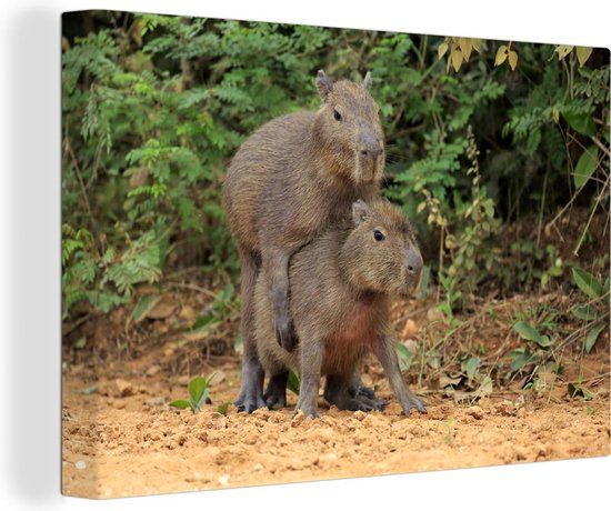 OneMillionCanvasses Canvas schilderij 150x100 cm - Twee Capibara jongen spelen met elkaar - Multicolor