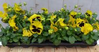 Warentuin Natuurlijk Grootbloemige violen geel/rood 18 stuks