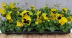Warentuin Natuurlijk Grootbloemige violen geel/rood 18 stuks