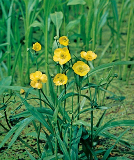 Moerings Ranunculus flammula P9