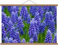 Trousse Take Your Time Schoolplaat – Paarse Hyacinten - 90x60cm Foto op Textielposter