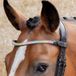 Harry's Horse Frontriem Rainbow