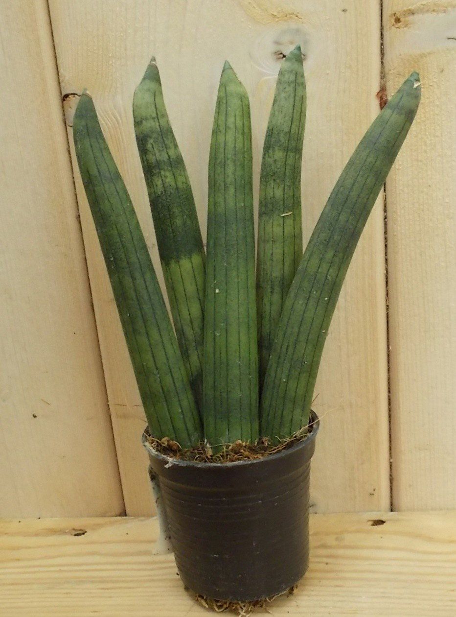 Warentuin natuurlijk Kirkii Vrouwentong Sansevieria Mini/Klein kamerplant Dracaena Warentuin Natuurlijk