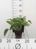 Groendecor Tuinarchitectuur 6x Consoude - Symphytum grandiflorum | pot van 9x9 cm
