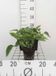 GRDplanten Groendecor Tuinarchitectuur 6x Smeerwortel - Symphytum grandiflorum | 9x9 cm pot