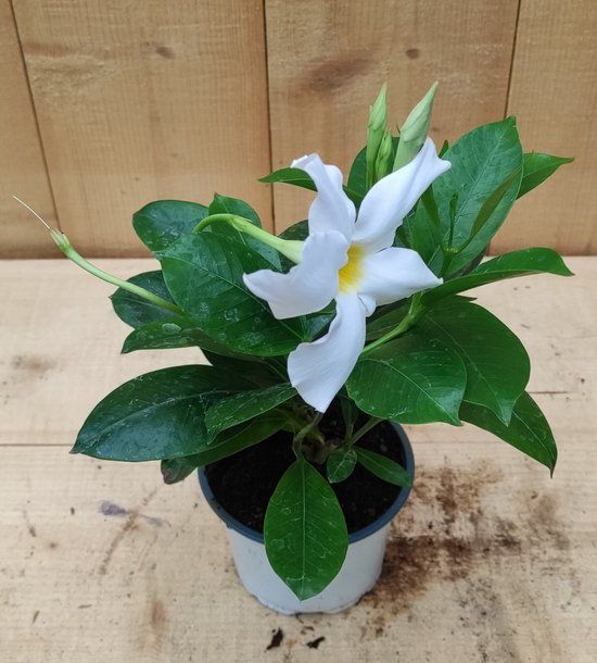 Warentuin natuurlijk Dipladenia Mandevilla Sundaville mini kleur wit