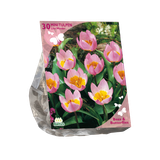 Baltus Bees & Butterflies Tulipa Bakari Lilac Wonder per 30 bloembollen Baltus