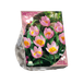 Baltus Bees & Butterflies Tulipa Bakari Lilac Wonder per 30 bloembollen Baltus