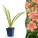 Green boutiQ - Hemerocallis Pink Damask - Daglelie - Roze - 3 Planten