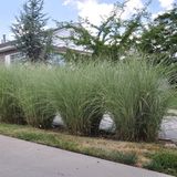 Plantcentrum.nl Miscanthus sinensis 'Morning Light' - Prachtriet - Pot 17 cm (2 liter)