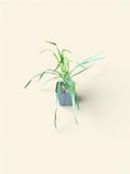 GRDplanten Groendecor Tuinarchitectuur 6x Palmlelie - Yucca filamentosa | 9x9 cm pot