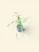 GRDplanten Groendecor Tuinarchitectuur 6x Palmlelie - Yucca filamentosa | 9x9 cm pot