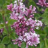 Arborix Syringa Meyeri 'Palibin' - Sering 40-60 cm in pot