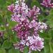 Arborix Syringa Meyeri 'Palibin' - Sering 40-60 cm in pot