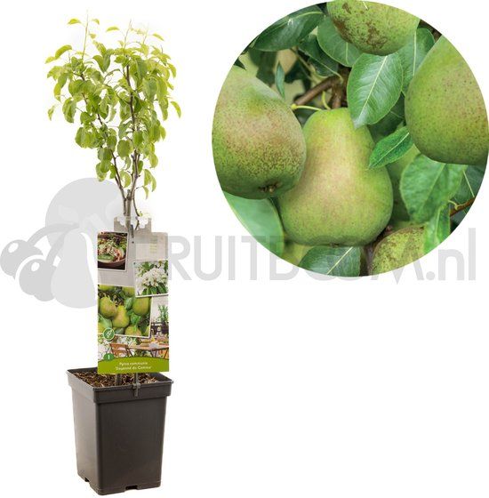 Fruithof Pyrus communis Rode Doyenne du Comice Hand- of bewaarpeer met rode blos Patio fruitplant