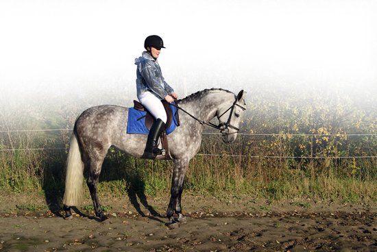QHP Regenjas - Transparant - L