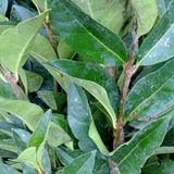 Arborix Ligustrum Liguster 60-80 cm in pot