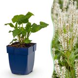 Plantenboetiek.nl Persicaria ampl. Alba - Duizendknoop - Schaduw - Wit - 6 Planten - Ø11cm - 15-25cm hoog - Tuinplant