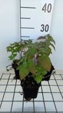 Groendecor Tuinarchitectuur 6x Bergamotplant - Monarda hybr. 'Croftway Pink' | pot 9x9 cm