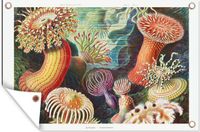 Poster de jardin - Art rétro corail Ernst Haeckel - 120x80 cm - Poster extérieur