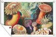 Poster de jardin - Art rétro corail Ernst Haeckel - 120x80 cm - Poster extérieur
