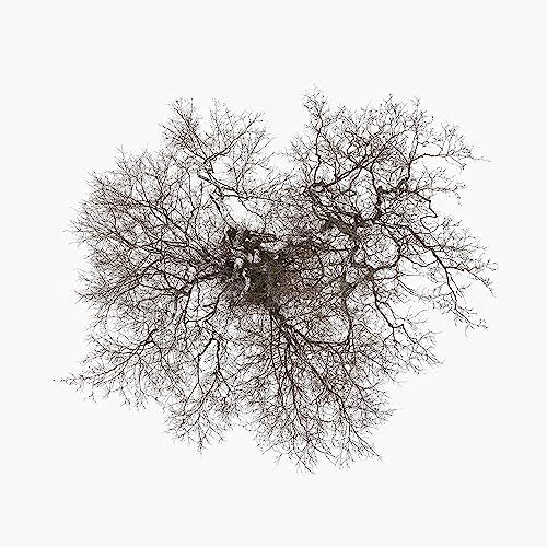 Tree John Metcalfe - Tree (2 LP)