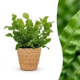 Green boutiQ Asplenium Crispy Wave - Kamerplant - Groen - Pot 12cm - Hoogte 30cm