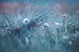 Alexsar Art Tuinschilderij lente 130x70cm