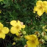 Potentilla Fruticosa 'Goldstar' - Ganzerik | Vijfvingerkruid 25-30 cm in pot