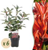 Plantenboetiek.nl Photinia fraseri Red Robin - 6 planten - groenblijvend - 45-55cm hoog