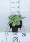 GRDplanten Groendecor Tuinarchitectuur 6x Hartlelie - Hosta hybr. 'Blue Cadet' | 9x9 cm pot