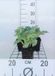 GRDplanten Groendecor Tuinarchitectuur 6x Hartlelie - Hosta hybr. 'Blue Cadet' | 9x9 cm pot