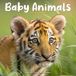 Avonside Baby Animals Kalender 2027