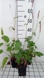 GRDplanten Groendecor Tuinarchitectuur 6x Duizenknoop - Persicaria ampl. 'Rowden Gem' | 9x9 cm pot