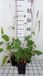GRDplanten Groendecor Tuinarchitectuur 6x Duizenknoop - Persicaria ampl. 'Rowden Gem' | 9x9 cm pot