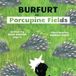 Burfurt the Kitten - Burfurt in Porcupine Fields