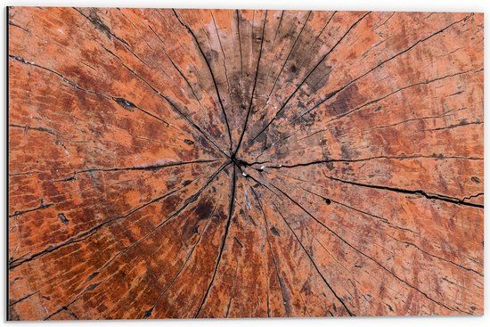 Merkloos / Sans marque Dibond - Close-up van Textuur in Doorgesneden Boomstam - 60x40 cm Foto op Aluminium (Wanddecoratie)