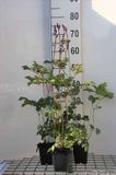 GRDplanten Groendecor Tuinarchitectuur 6x Pluimspirea - Astilbe chin. 'Superba' | 9x9 cm pot