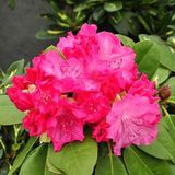 Rhododendron 'Germania' - 40-50 cm en pot