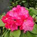 Arborix Rhododendron 'Germania' - 40-50 cm in pot