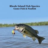 Rhode Island Game Fish and Panfish Species Kids Book
