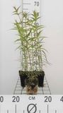 GRDplanten Vlambloem 6x Vlambloem - Phlox (m) 'Natascha' | 9x9 cm pot