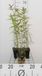 GRDplanten Vlambloem 6x Vlambloem - Phlox (m) 'Natascha' | 9x9 cm pot