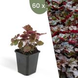 Plants by Frank | 60 Purperklokjes Planten | Heuchera micrantha 'Palace Purple' | Winterharde bodembedekker planten | tuinplanten | Winterharde vaste planten meerjarig | Winterharde tuinplanten